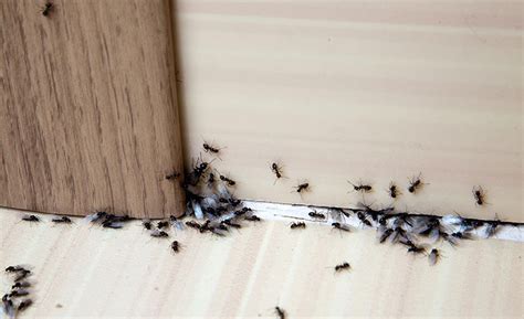 Termiten, Ameisen Und Andere Holzzerstörende Organismen